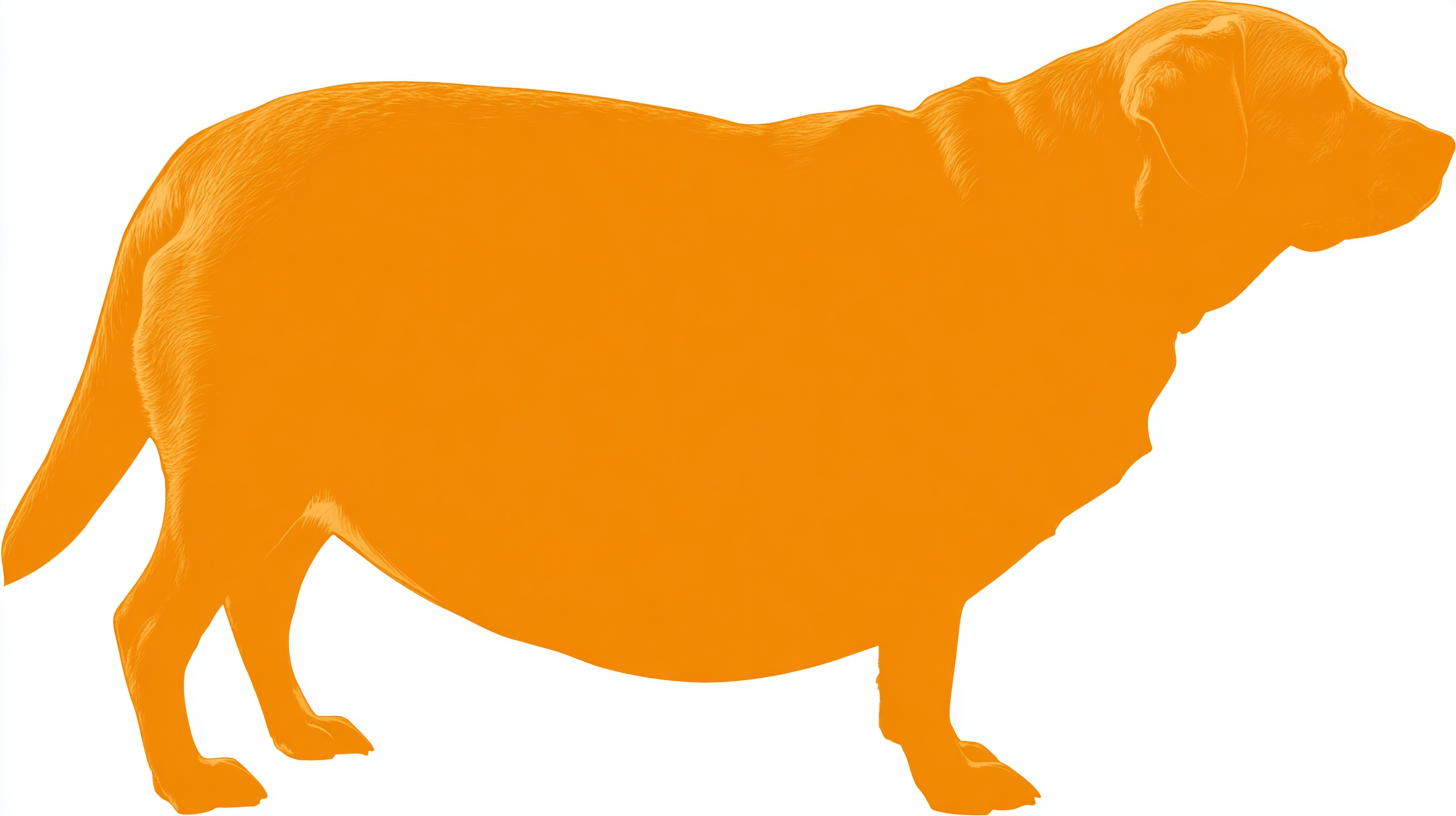 Labrador sable adulte