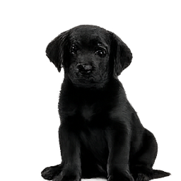 Labrador chiot