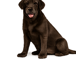 Labrador chocolat