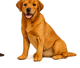 Labrador fox red
