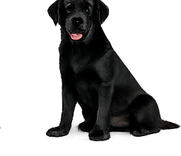 Labrador assis