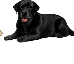 Labrador couché