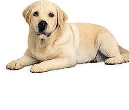 Lab couché