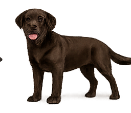 Profil Lab chocolat