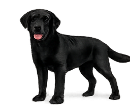 Labrador debout