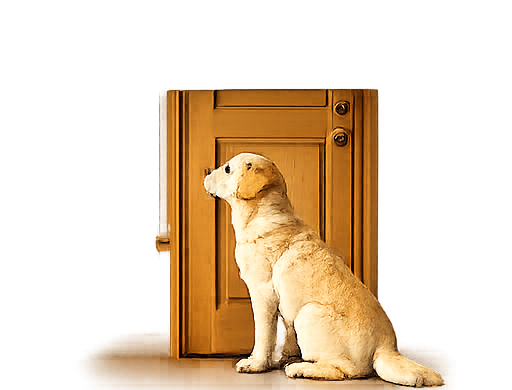 Lab senior à la porte
